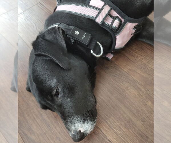 Medium Photo #5 Mutt Puppy For Sale in Okolona, MS, USA