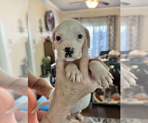 American Staffordshire Terrier-Unknown Mix Dogs for adoption in Brewster, NY, USA