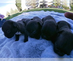 Small Photo #7 French Bulldog Puppy For Sale in TONOPAH, NV, USA