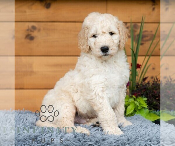 Medium Photo #1 Goldendoodle Puppy For Sale in ROARING SPRING, PA, USA