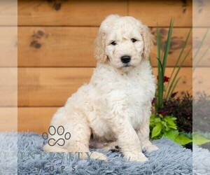 Goldendoodle Puppy for sale in ROARING SPRING, PA, USA