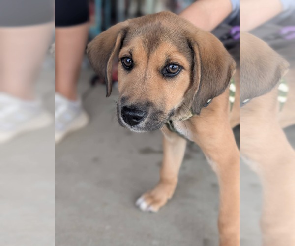 Medium Photo #1 Mutt Puppy For Sale in Holly Springs, NC, USA