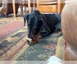 Small #4 Doberman Pinscher