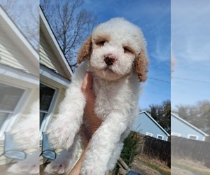 Medium Goldendoodle (Miniature)