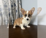 Small #4 Pembroke Welsh Corgi