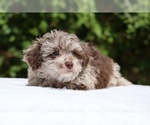 Small #2 ShihPoo