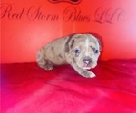 Small #3 American Bully