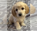 Puppy Puppy 1 Cavapoo (Miniature)