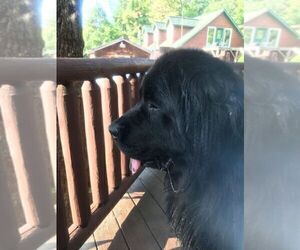 Father of the Newfoundland puppies born on 04/24/2022