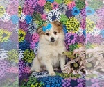 Small Photo #1 Pomeranian Puppy For Sale in CHRISTIANA, PA, USA