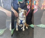 Small #3 Australian Shepherd