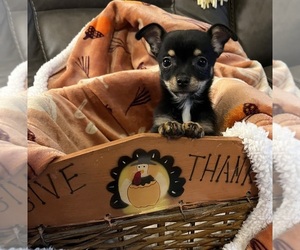 Chihuahua Puppy for sale in AMHERST JUNCTION, WI, USA