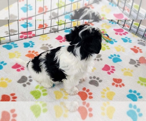 Medium Photo #2 Havashire Puppy For Sale in ORO VALLEY, AZ, USA
