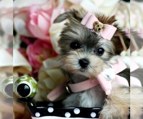 Medium Photo #18 Morkie Puppy For Sale in ORLANDO, FL, USA