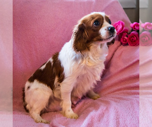 Mother of the Cavapoo puppies born on 11/22/2022