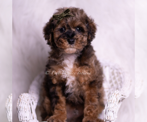 Medium Photo #72 Poodle (Miniature) Puppy For Sale in WARSAW, IN, USA