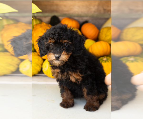 Medium Photo #2 Poodle (Miniature) Puppy For Sale in MILFORD, IN, USA