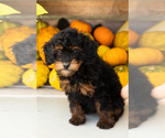 Small #1 Poodle (Miniature)