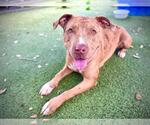 Small #1 American Pit Bull Terrier-Catahoula Leopard Dog Mix