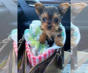 Yorkshire Terrier Puppy for Sale in GREENWOOD, Indiana USA