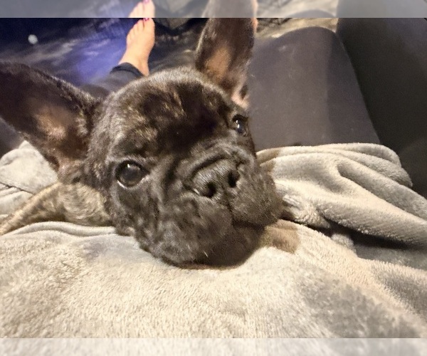 Medium Photo #5 French Bulldog Puppy For Sale in BONNEY LAKE, WA, USA