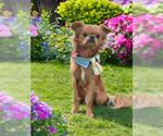 Small Cavalier King Charles Spaniel