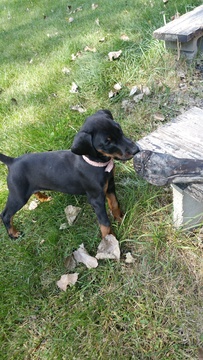 Medium Photo #1 Doberman Pinscher Puppy For Sale in COKATO, MN, USA