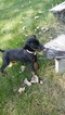Small Photo #1 Doberman Pinscher Puppy For Sale in COKATO, MN, USA