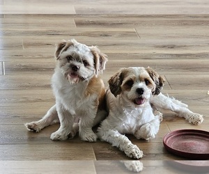 Mother of the Cava-Tzu puppies born on 05/11/2025