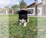 Kenji - Male Akita Puppy for Sale - Small photo