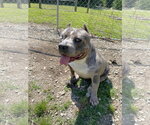 Small #1 Mutt