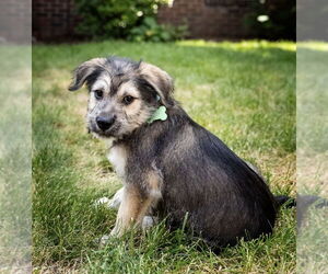 Mutt Dogs for adoption in Plymouth, MN, USA