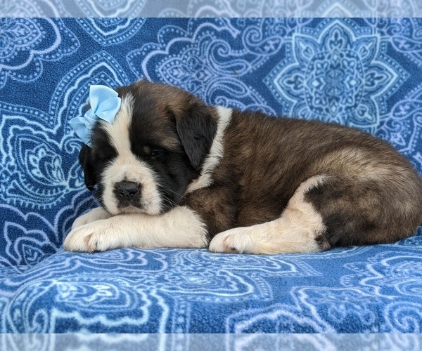 Medium Photo #3 Saint Bernard Puppy For Sale in AIRVILLE, PA, USA