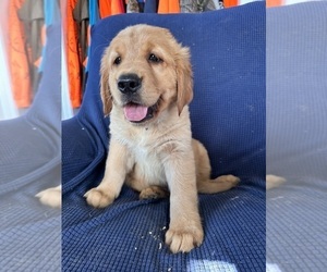 Golden Irish-Golden Retriever Mix Puppy for sale in SOUTH WATERFORD, ME, USA