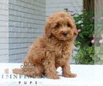 Small #2 Goldendoodle (Miniature)