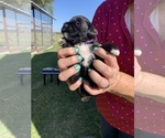 Small Photo #9 Schnauzer (Miniature) Puppy For Sale in COMANCHE, TX, USA