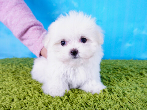 Medium Photo #5 Maltese Puppy For Sale in LAS VEGAS, NV, USA