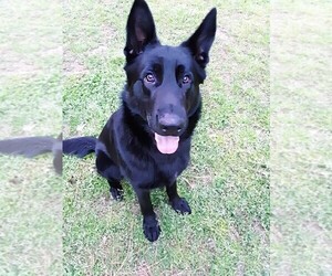 German Shepherd Dog Puppy for sale in ROCK HILL, SC, USA