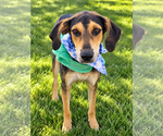 Small Photo #2 Mutt Puppy For Sale in Plainfield, IL, USA