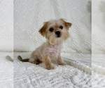Image preview for Ad Listing. Nickname: Labubu