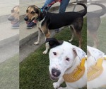 Small #1 Treeing Walker Coonhound Mix