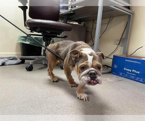 Medium Photo #1 Bulldog Puppy For Sale in Pasadena, CA, USA