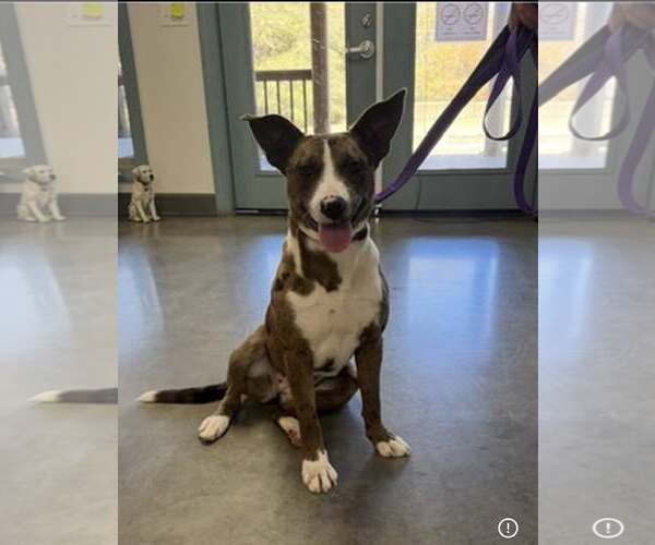 Medium Photo #4 Catahoula Leopard Dog-Unknown Mix Puppy For Sale in Minneapolis, MN, USA