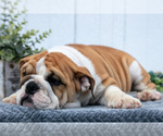 Small #7 English Bulldog