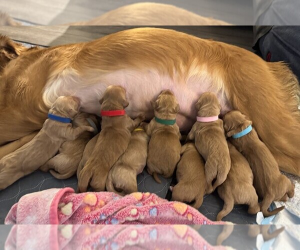 Medium Photo #1 Golden Retriever Puppy For Sale in COEUR D ALENE, ID, USA