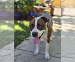 Small #6 American Pit Bull Terrier Mix