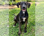 Small #2 Labrador Retriever Mix