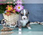 Small Photo #13 Miniature Australian Shepherd Puppy For Sale in CLARE, MI, USA
