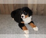 Small Photo #7 Bernese Mountain Dog Puppy For Sale in HORN CREEK, CO, USA