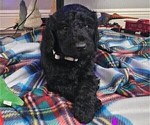 Puppy Lavender Goldendoodle